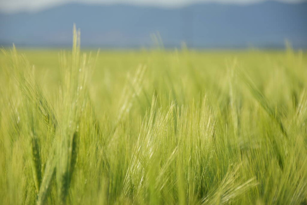 Yeşil buğday alan ve gökyüzü - Fotoğraf, Görsel