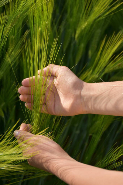 зелене пшеничне вухо в долоні
, - Фото, зображення