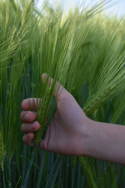 あなたの手の手のひらに緑の小麦の耳, - 写真・画像
