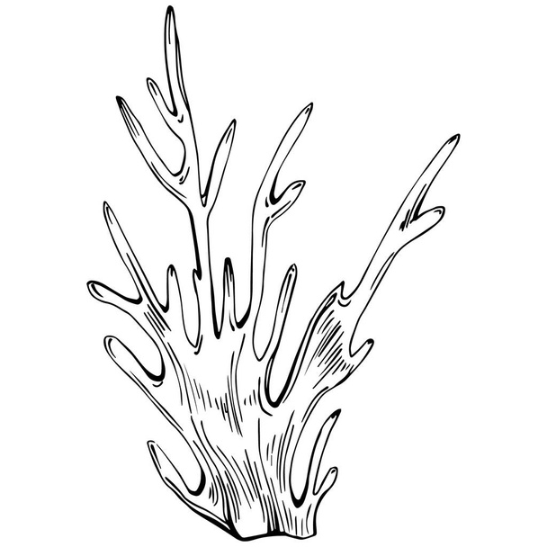 Coral vector isolated plant - Wektor, obraz