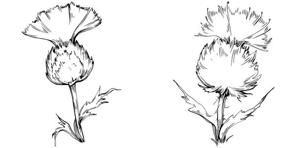 Chardon fleur par dessin à la main. Clip art noir et blanc isolé. - Vecteur, image