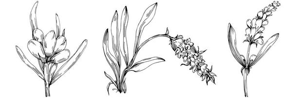 black and white hand-drawn flowers set, vector illustration - Vetor, Imagem