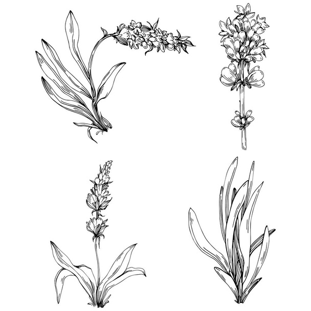 conjunto de flores dibujadas a mano en blanco y negro, ilustración vectorial - Vector, imagen