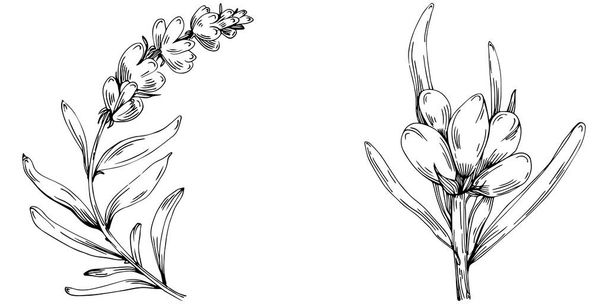 ασπρόμαυρο σετ λουλουδιών ζωγραφισμένα στο χέρι, διανυσματική απεικόνιση - Διάνυσμα, εικόνα