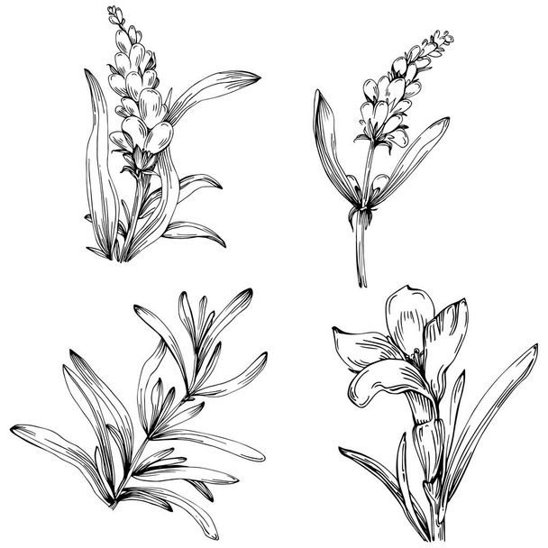 Handgezeichnetes Schwarz-Weiß-Blumenset, Vektorillustration - Vektor, Bild