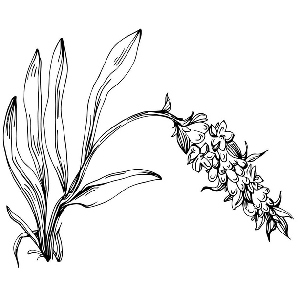 μαύρο και άσπρο ζωγραφισμένο στο χέρι λουλούδι, διανυσματική απεικόνιση - Διάνυσμα, εικόνα