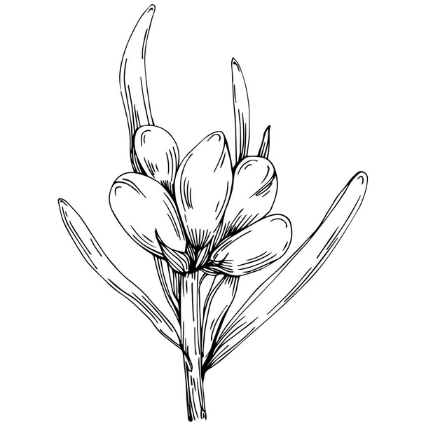 fiore disegnato a mano in bianco e nero, illustrazione vettoriale - Vettoriali, immagini