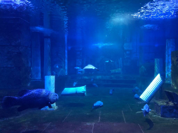 manta ray stingray under water - Foto, Imagem
