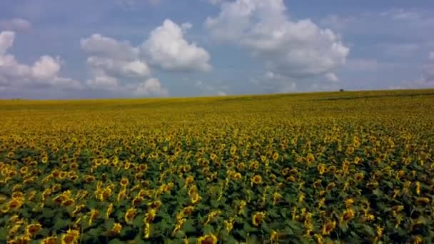 Aerial drone view flight over field with ripe sunflower heads. - Materiał filmowy, wideo