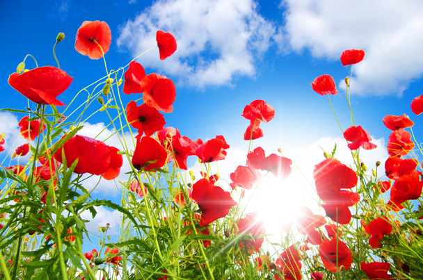 Poppies in sunny day - Photo, Image