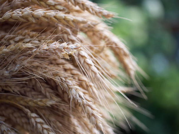 A bunch of ripe wheat ears, close-up. Ripe ears of corn. - Photo, Image