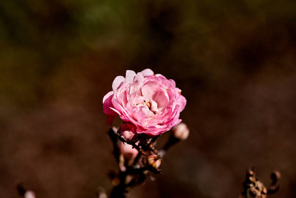 rosa flor de quadril ou rosa selvagem crescendo ao lado de estradas e parques - Foto, Imagem