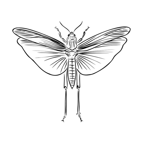 locust, contour sketch isolated on white background vector - ベクター画像