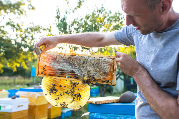 Ruche ouverte avec des abeilles dessiné beau peigne droit sur ce cadre sans fondation. peigne léger a été utilisé pour le stockage du miel. Peigne d'attelle est l'un des nombreux types de peigne, peigne de pont, peigne transversal, - Photo, image