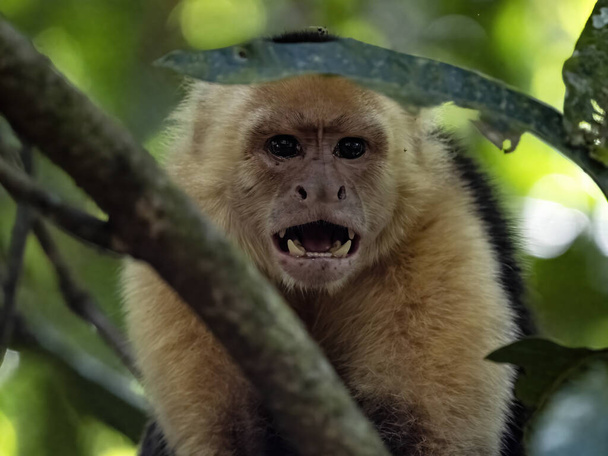 A Panamanian white-faced capuchin, Cebus imitator, with bared teeth threatens the photogarf. Costa Rica  - Photo, Image