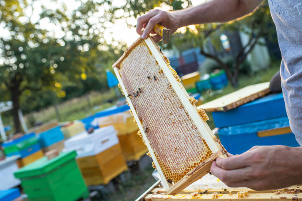 apiculteur inspecte cadre avec des cellules queen sur rucher dans la soirée dans les rayons du soleil couchant. apiculteur partage des cadres dans la ruche avec l'outil ruche. Des ruches sur les mauvais arbres dans le village. Rucher privé, Mise au point douce - Photo, image