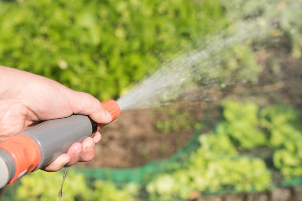 Close-up garden watering with a water hose. Watering  green salad and vegetables - Foto, Imagem