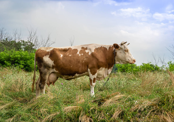 Fényképezés téma gyönyörű nagy tej tehén legel zöld rét alatt kék ég. Fénykép álló tejelő tehén hosszú farok eszik szalmát a réten. Tejelő tehén a fűben rét ízletes fehér folyadék. - Fotó, kép