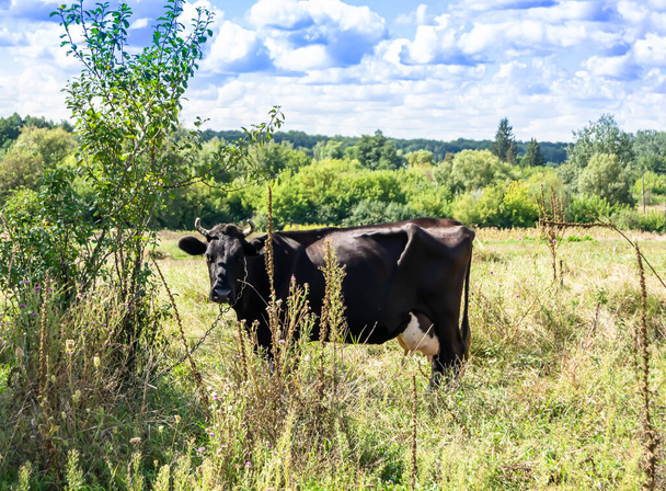 Photographie sur le thème belle grande vache à lait paître sur la prairie verte sous le ciel bleu. Photo composée de vache laitière à longue queue manger de la paille sur le pré. Vache laitière dans la prairie d'herbe pour savoureux liquide blanc. - Photo, image