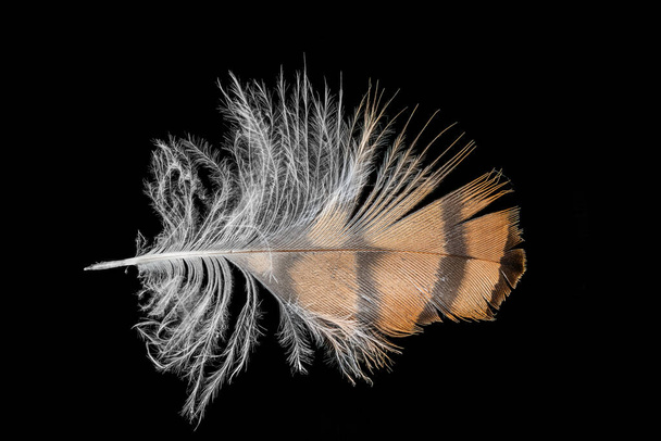 Plan macro d'une plume d'aigle brun et blanc - Photo, image