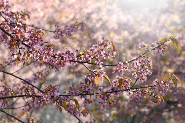Pink Sakura flowers blooming in nature background. - Photo, Image
