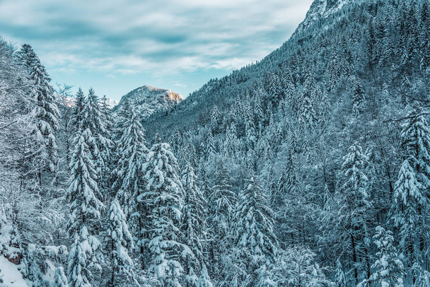 śnieżne góry i drzewa w Alpach - Zdjęcie, obraz