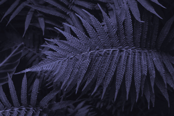 Forest ferns with very high coloration. Copy space. Tinted tropical fern leaves in 2022 color very peri. - Фото, изображение