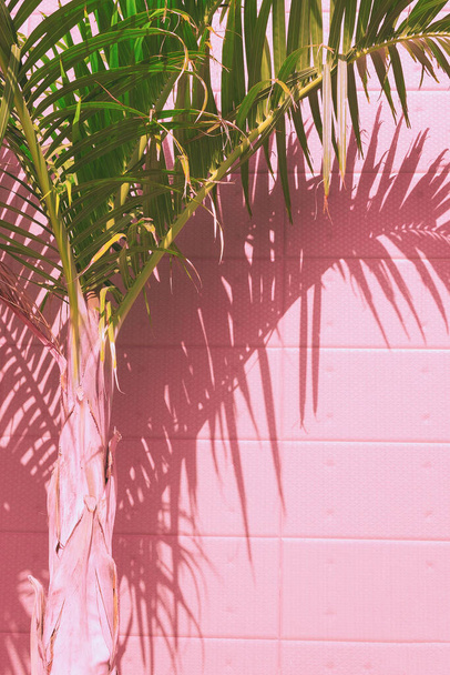 Plants on pink concept. Palm tree on wall background. Stylish sunlight shadows. Nature aesthetic wallpaper. Canary island - Photo, image