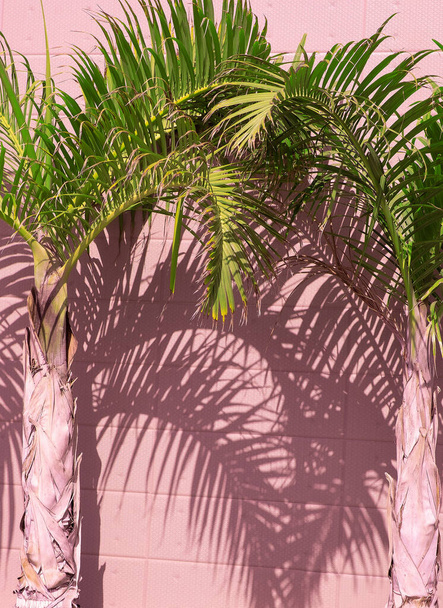 Plants on pink concept. Palm tree on wall background. Stylish sunlight shadows. Nature aesthetic wallpaper - Photo, Image