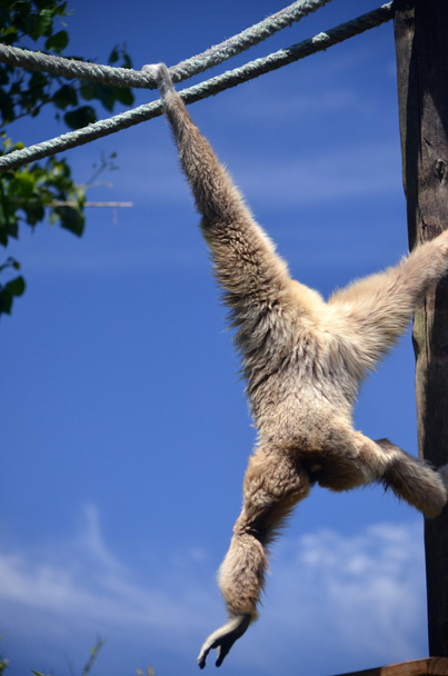 Macaco balançando
 - Foto, Imagem