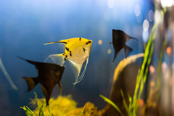 akvárium színpompás halak sötétkék vízben - Fotó, kép