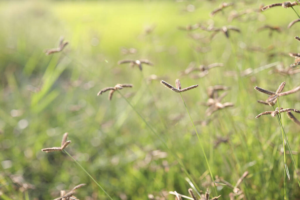 Delicate crowfoot grass closeup - Φωτογραφία, εικόνα
