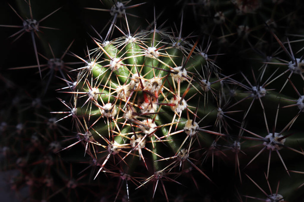  cactus plant spines close-up texture background - Фото, изображение