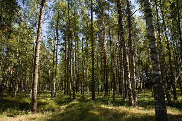 Forest Path - Foto, Imagen