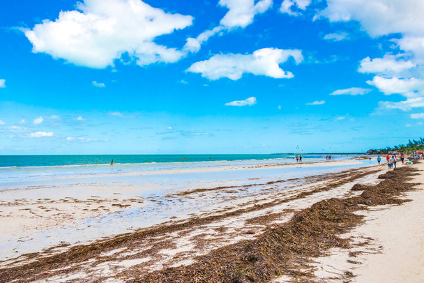 Holbox Mexico 22. December 2021 Natural panorama landscape view on beautiful Holbox island sandbank and beach with waves turquoise water and blue sky in Quintana Roo Mexico. - Φωτογραφία, εικόνα