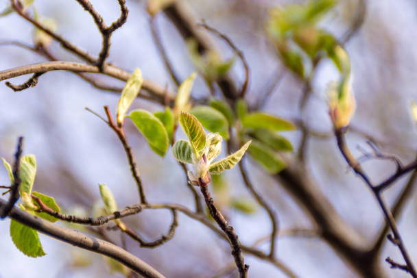 when warming, the irga dissolves young leaves in the spring from swollen buds and prepares for flowering, selective focus - Photo, Image