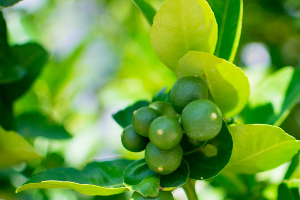 Green limes on the lime tree (Citrus aurantifolia), they are closely related to lemon. It has a sour taste and is an excellent source of vitamin C. - Photo, Image