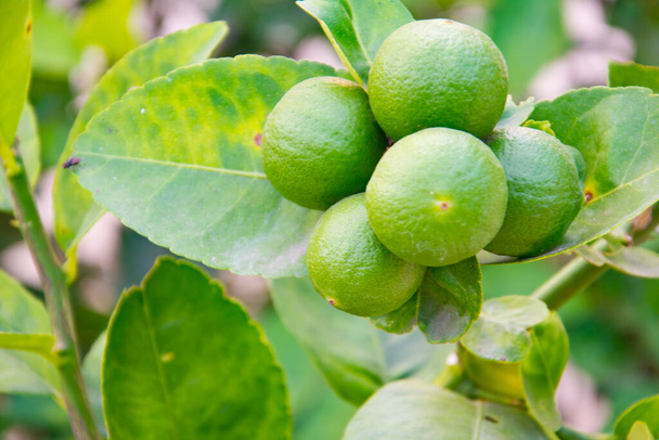 Limon ağacındaki yeşil limonlar (Citrus aurantifolia), limonla yakından ilişkilidir. Ekşi bir tadı var ve mükemmel bir C vitamini kaynağı.. - Fotoğraf, Görsel