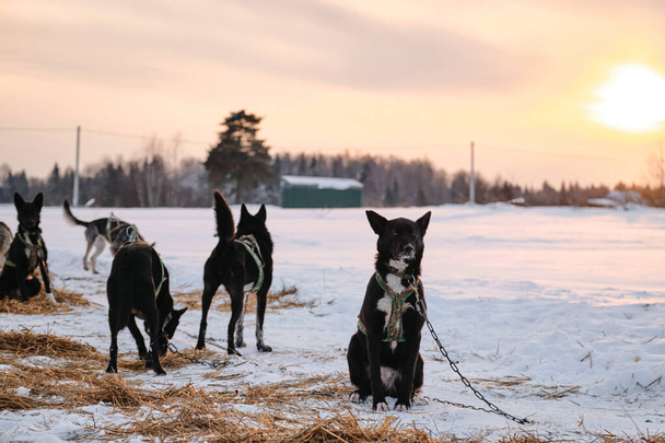 Athletic mestizos are sitting resting and gaining strength and energy. Sniffs snow and walks. The Northern sled dog breed Alaskan Husky is chained to steak out in snow in winter before start of race. - Photo, Image