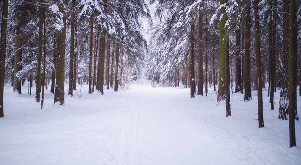 Winter in spruce forest, spruces covered with white fluffy snow. - Foto, Bild