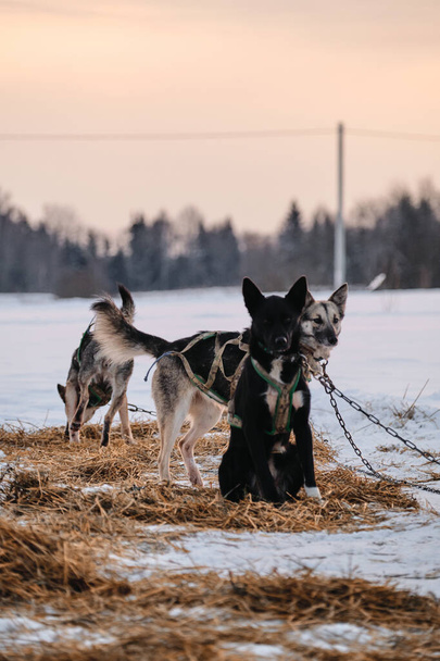 Спортивні метиси відпочивають і набирають сили та енергії. Сніг та прогулянки. Північносіяна порода собак Аляска Хаскі прикутий до ланцюга, щоб тинятися в снігу взимку перед початком гонки.. - Фото, зображення