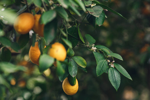 Limones Meyer amarillos-naranjas maduros en un limonero - Foto, imagen