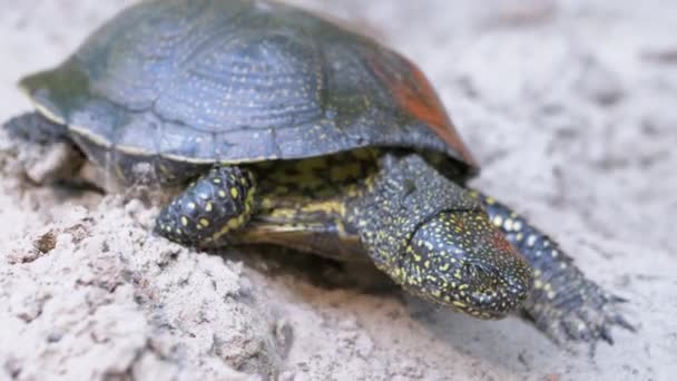 European Pond Turtle Crawls along Sandy Bank of River (en inglés). Movimiento lento - Metraje, vídeo