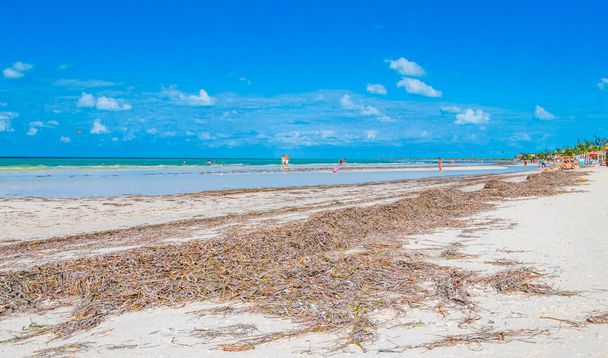 Holbox Mexico 22. December 2021 Panorama landscape view on beautiful Holbox island sandbank and beach with waves turquoise water and blue sky in Quintana Roo Mexico. - Φωτογραφία, εικόνα