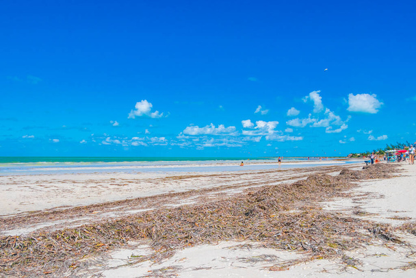 Holbox Mexico 22. December 2021 Panorama landscape view on beautiful Holbox island sandbank and beach with waves turquoise water and blue sky in Quintana Roo Mexico. - 写真・画像