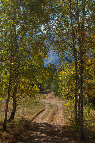 Mountain autumn landscape. Dirty road between golden trees. Hiking trail on Makovytsia mountain, Yaremche village. Carpathians. Ukraine. - Foto, afbeelding