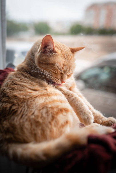 vertikale Komposition. braune gestromte Katze mit grünen Augen sitzt auf einer Hängematte am Fenster - Foto, Bild