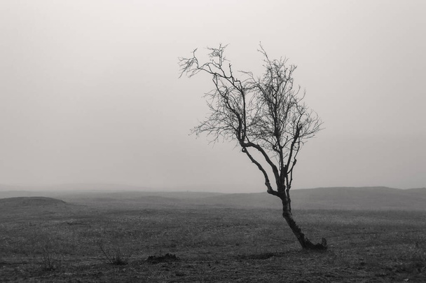Musta ja valkoinen kuva pienestä puusta usvassa kylmänä talvipäivänä - Valokuva, kuva