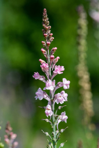 Close up of a pink toadflax (linaria purpurea) flower in bloom - Foto, afbeelding