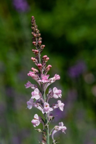 Close up of a pink toadflax (linaria purpurea) flower in bloom - Photo, Image